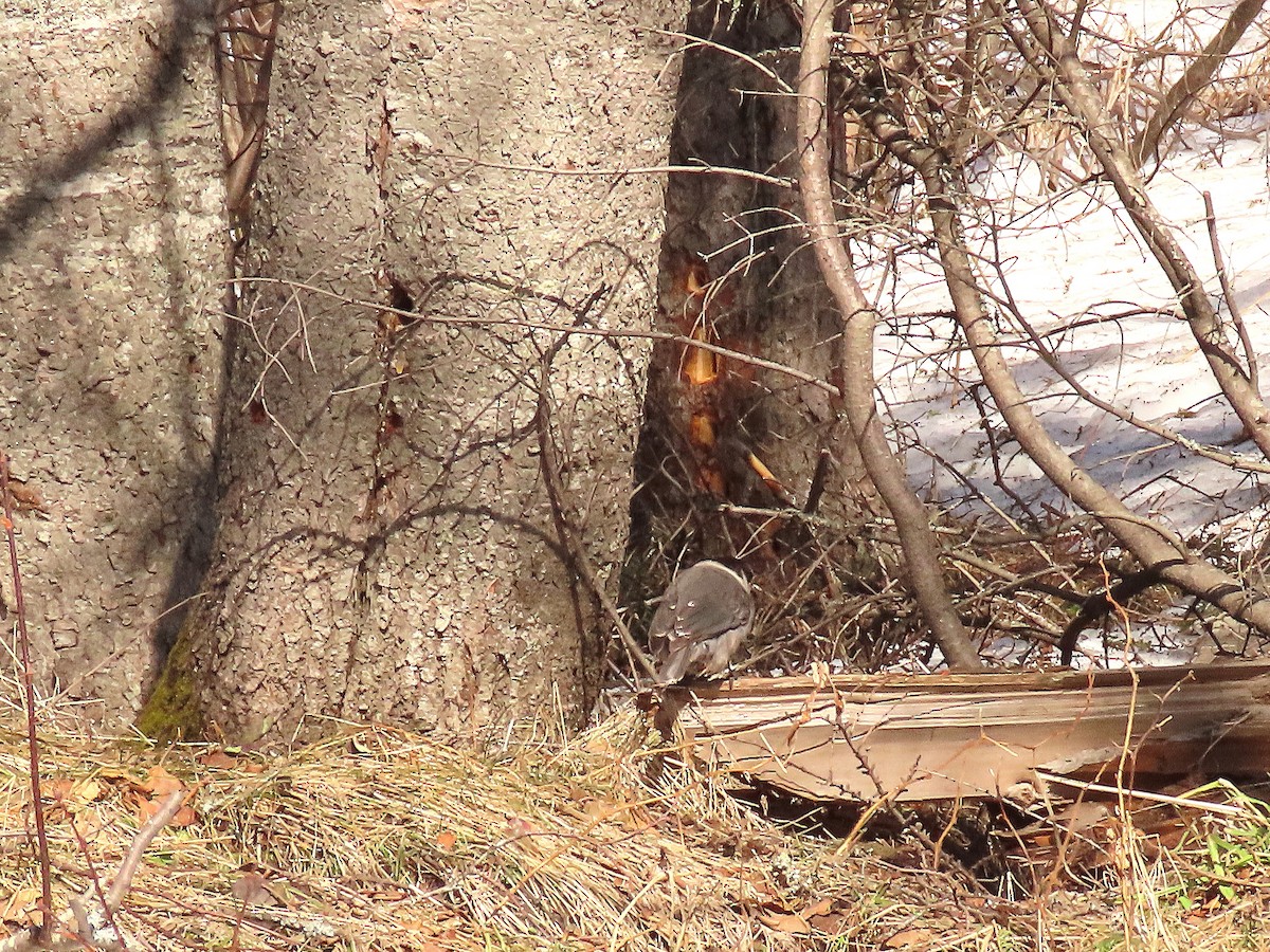 Pileated Woodpecker - ML323994591