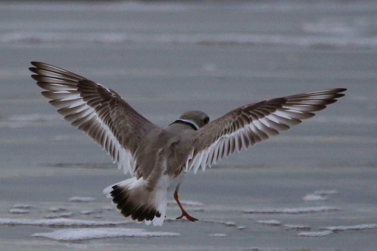 Piping Plover - Greg Page