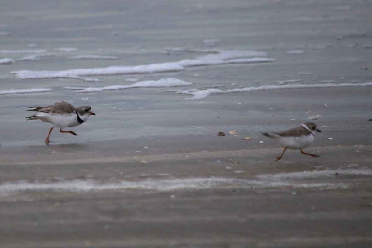 Piping Plover - ML323995161