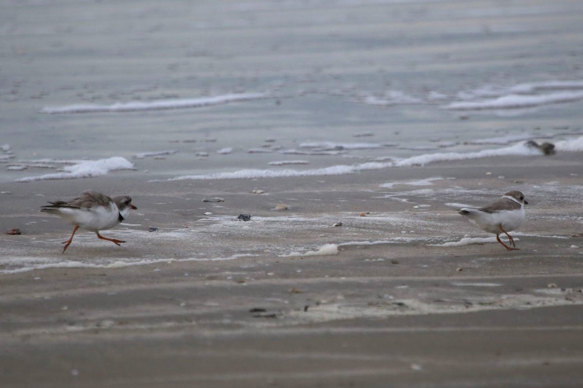 Piping Plover - Greg Page