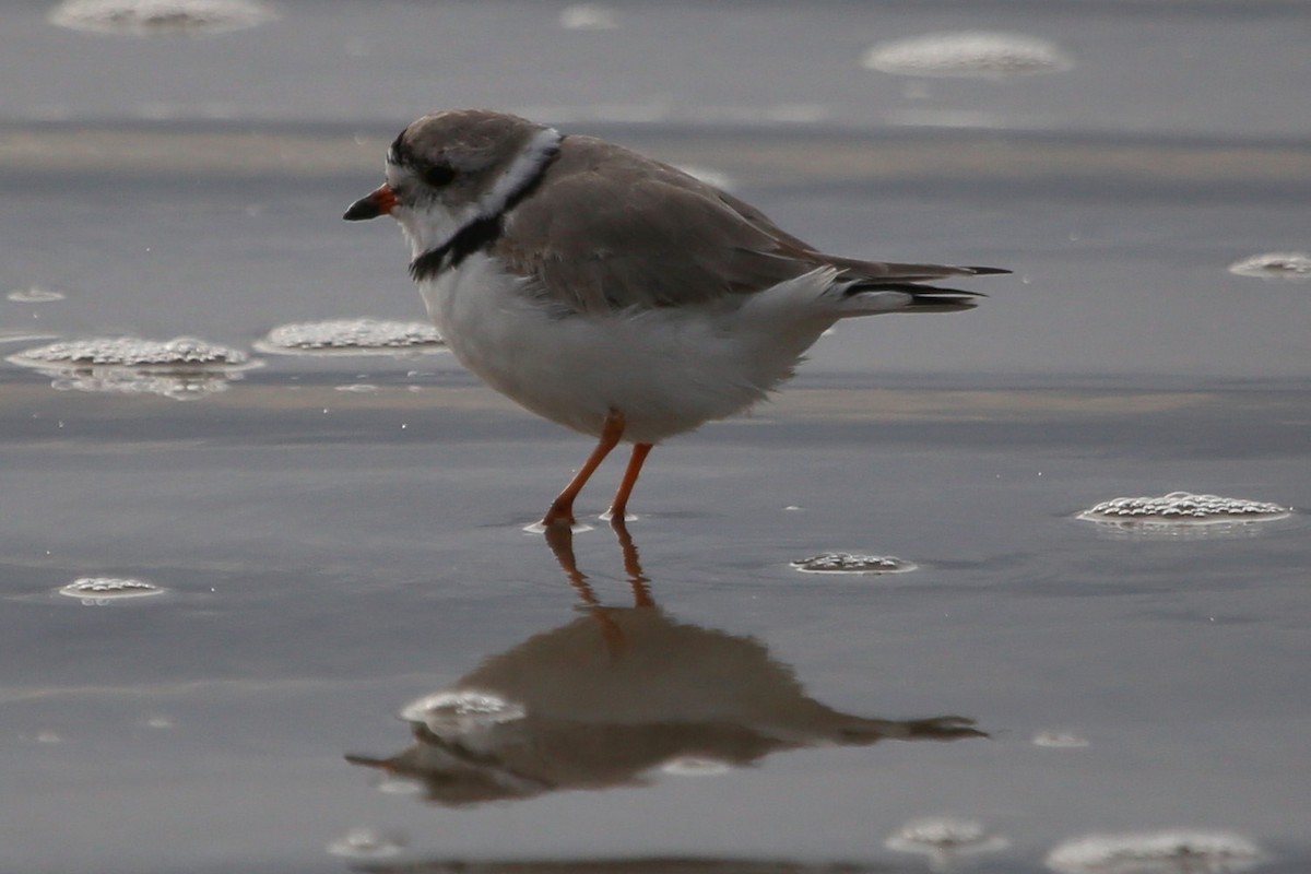 Piping Plover - Greg Page