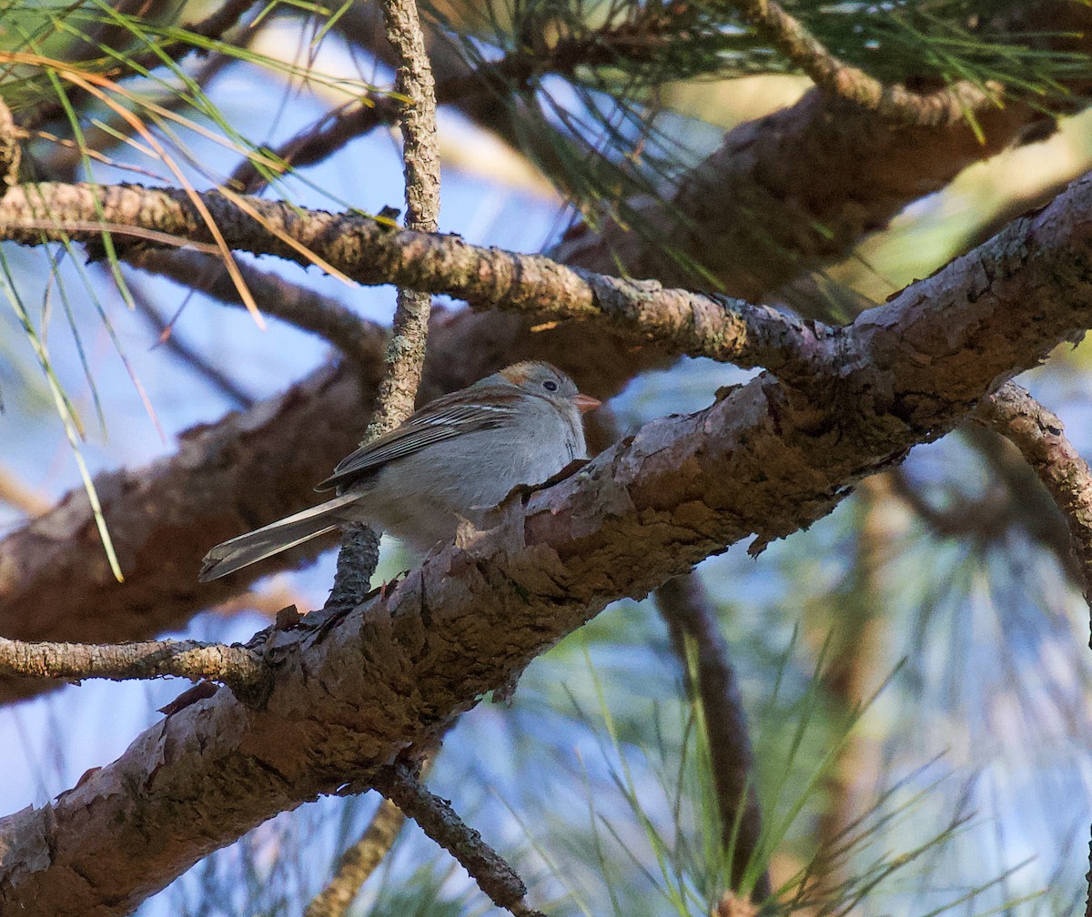 Field Sparrow - ML323995481