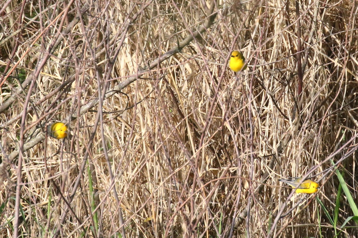 Prothonotary Warbler - ML323995641