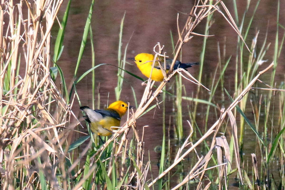 Prothonotary Warbler - ML323995721