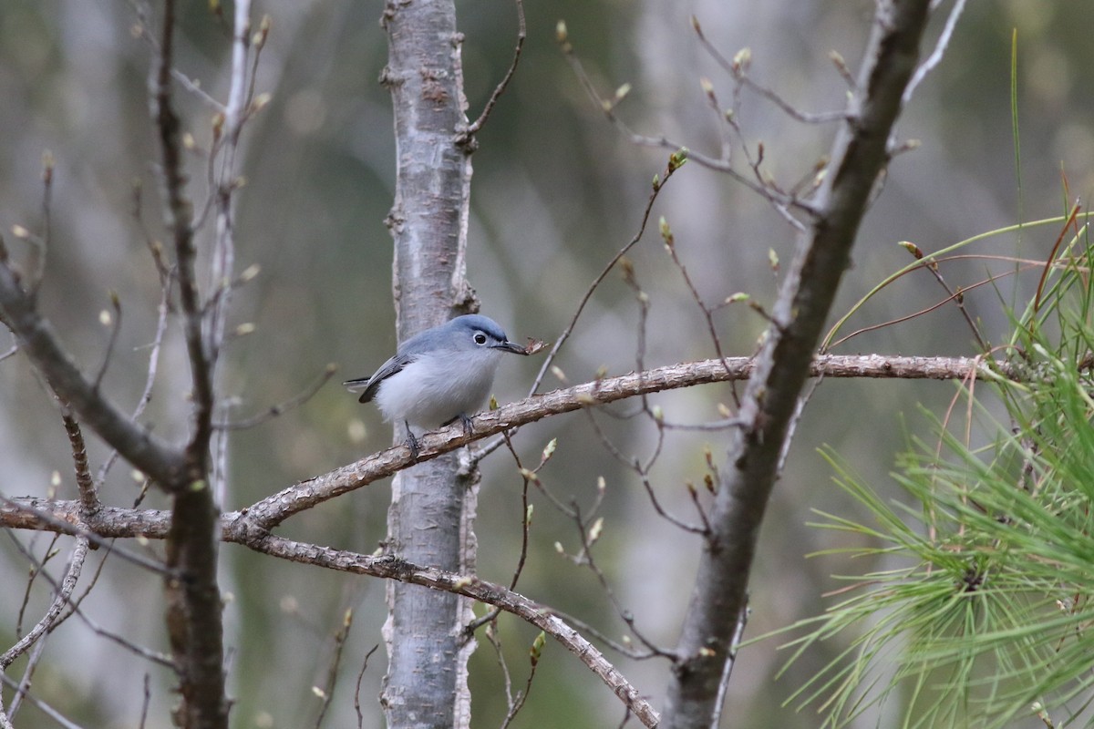 Blue-gray Gnatcatcher - ML323996891