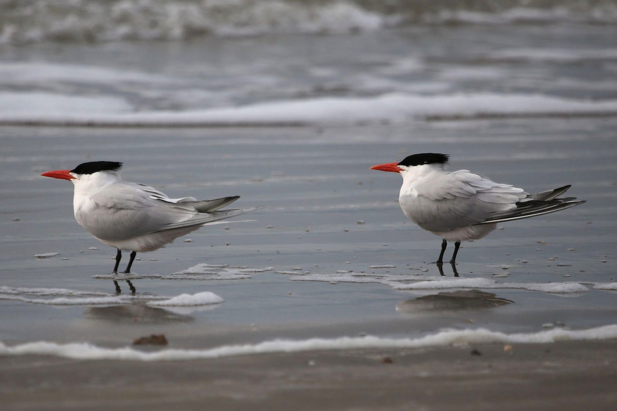 Royal Tern - Greg Page