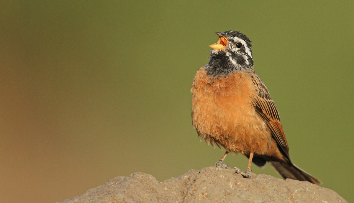 Cinnamon-breasted Bunting - ML32399851