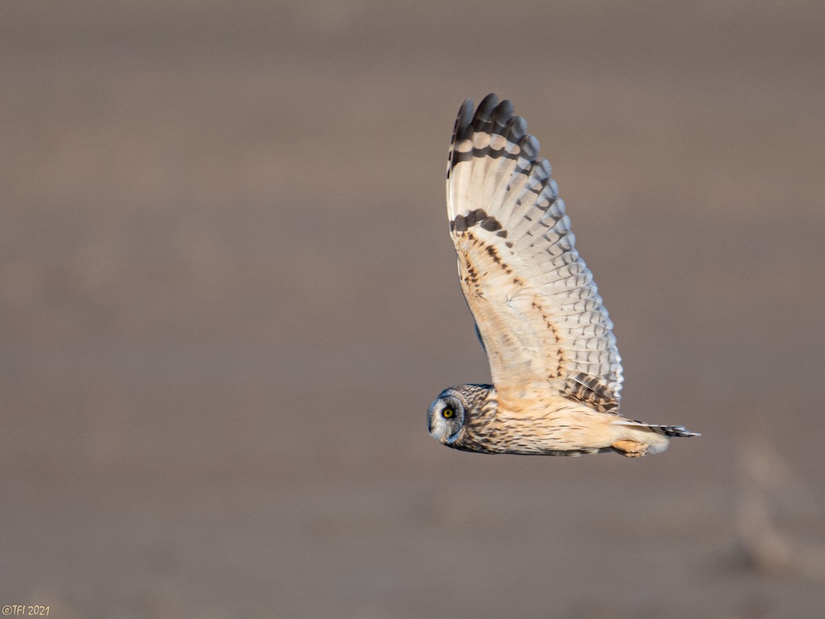 Short-eared Owl - T I