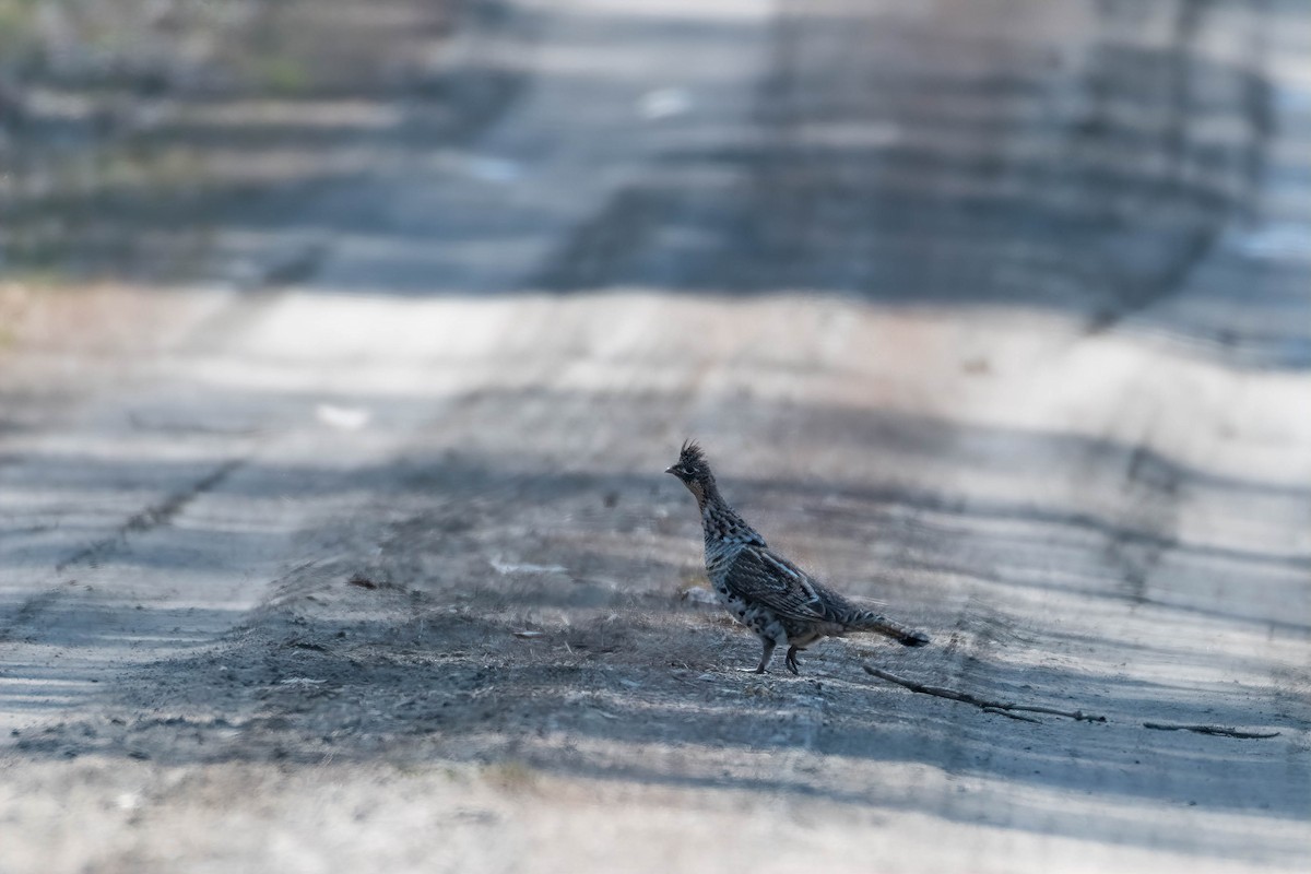 Ruffed Grouse - Christy Hibsch
