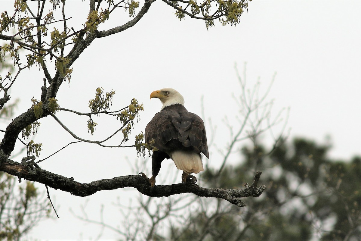 Bald Eagle - Ronald Goddard