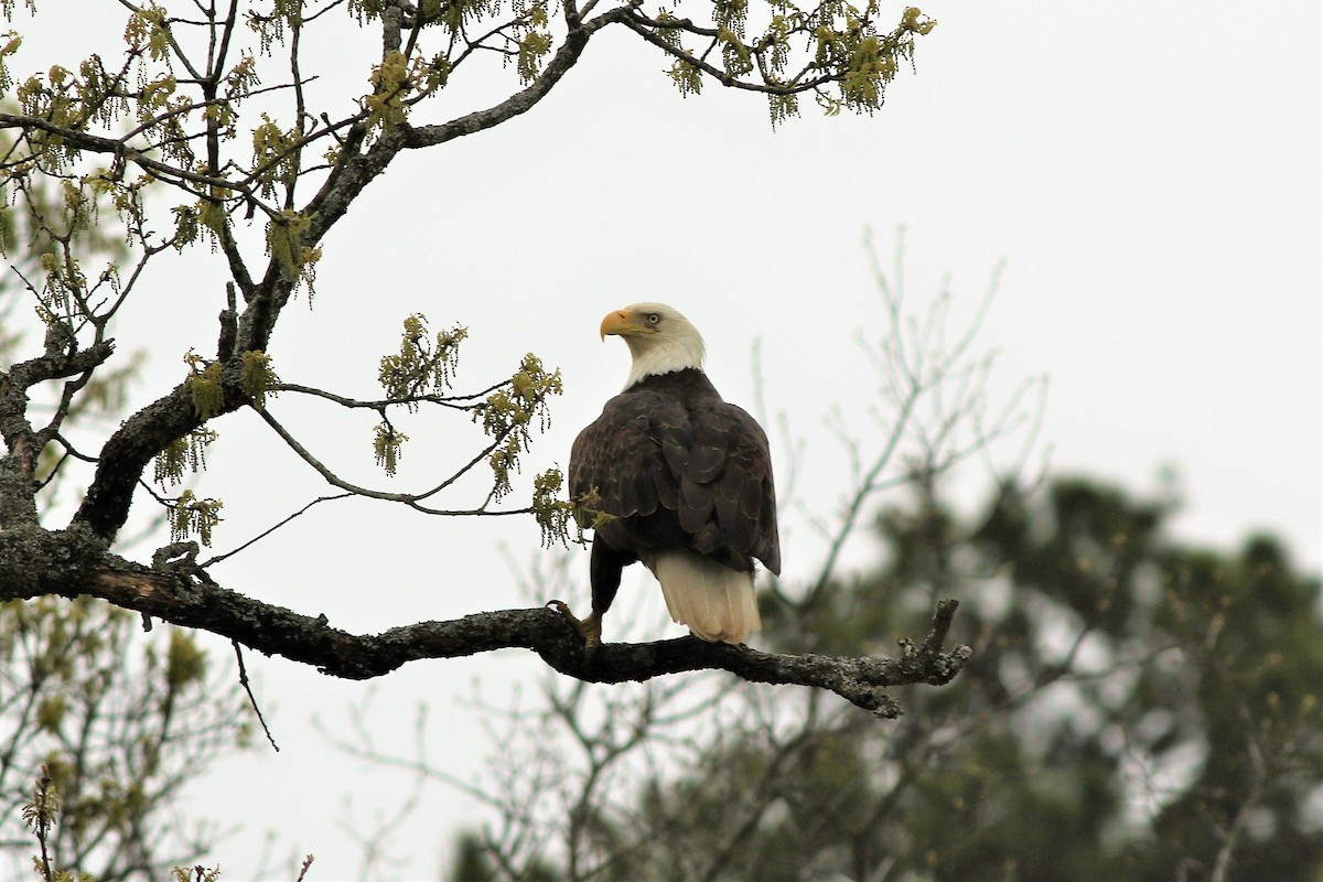 Bald Eagle - ML324002191