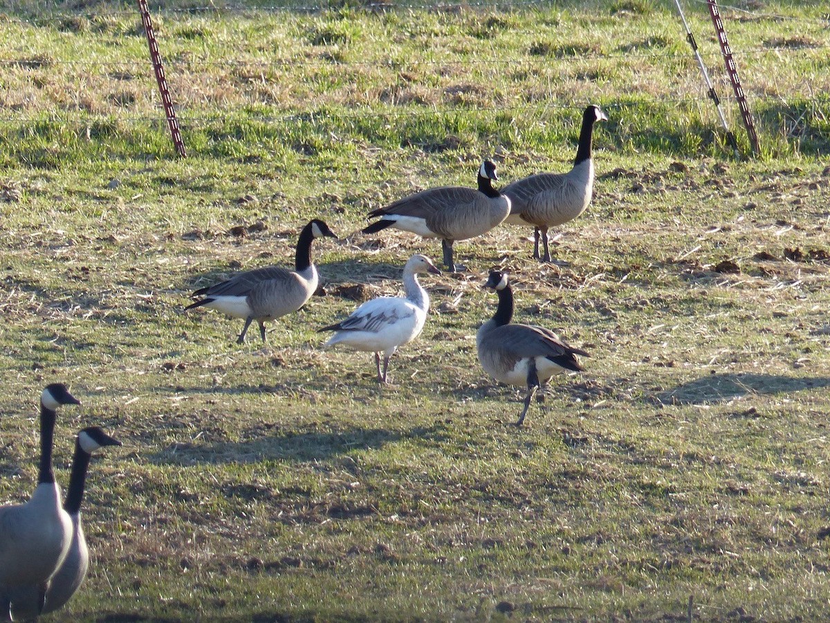 Snow Goose - ML324003841