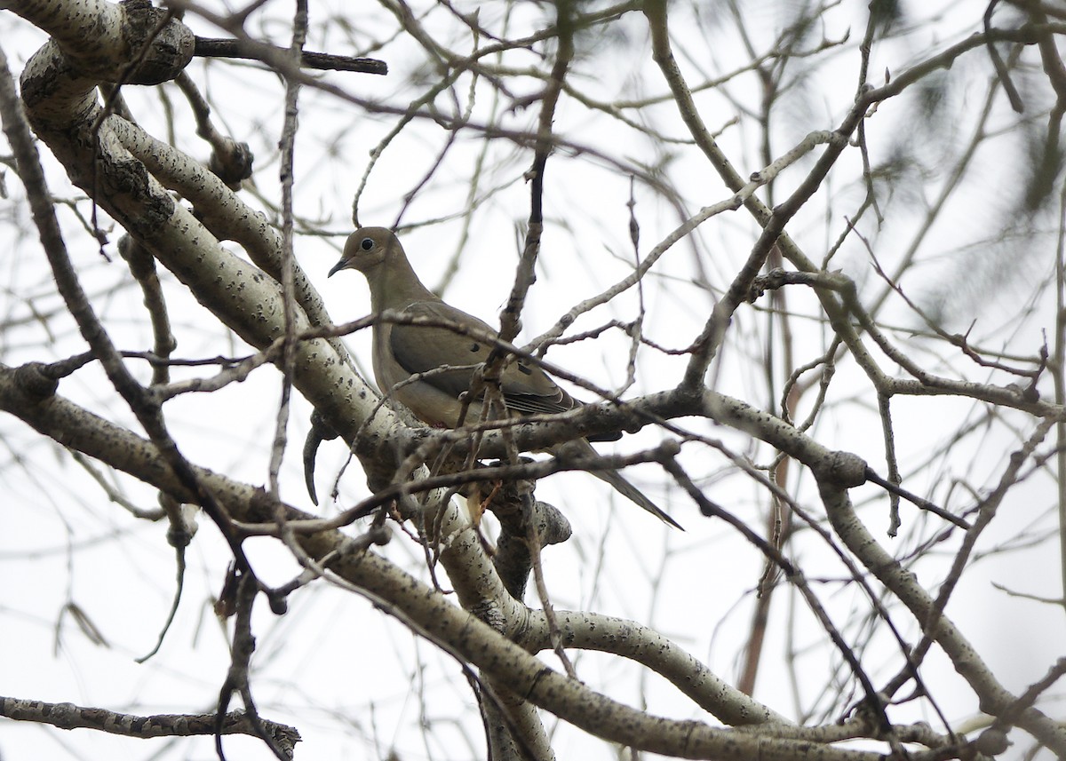 Mourning Dove - Tim Cutts