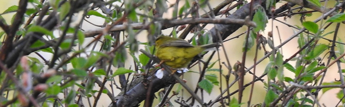 Wilson's Warbler - ML324004611