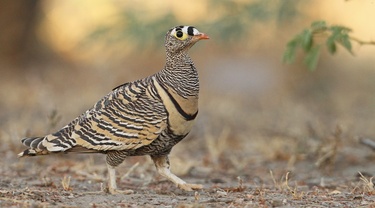 Lichtenstein's Sandgrouse - ML32400481