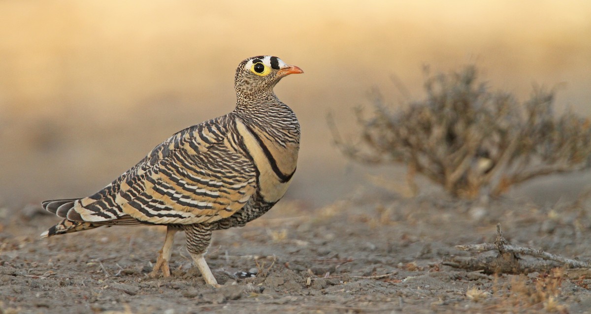 Lichtenstein's Sandgrouse - Luke Seitz