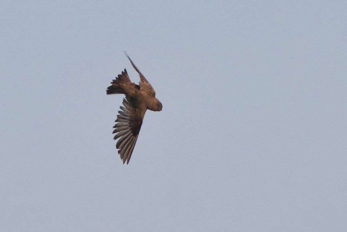 Northern Rough-winged Swallow - ML324005441