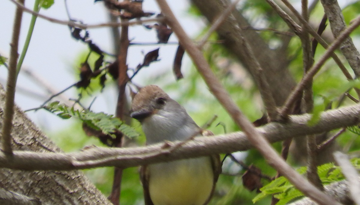 Brown-crested Flycatcher - ML324005861