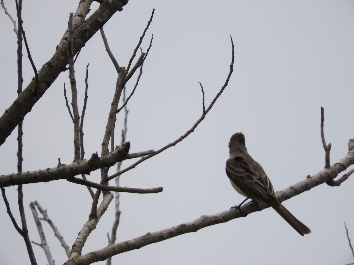 Brown-crested Flycatcher - ML324005911