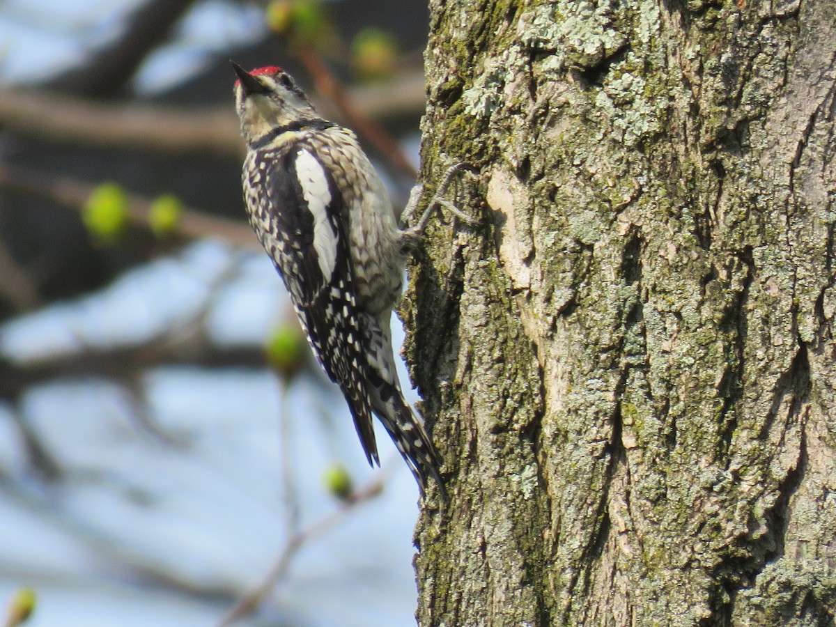 Yellow-bellied Sapsucker - ML324006321