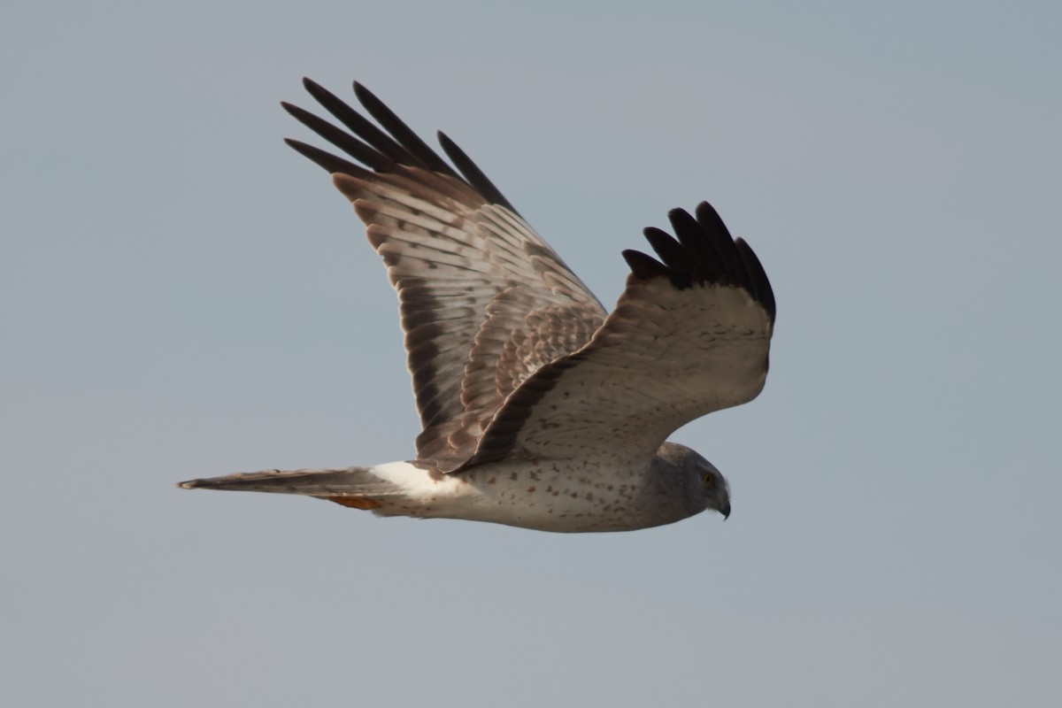 Northern Harrier - Ivan Wiljanen