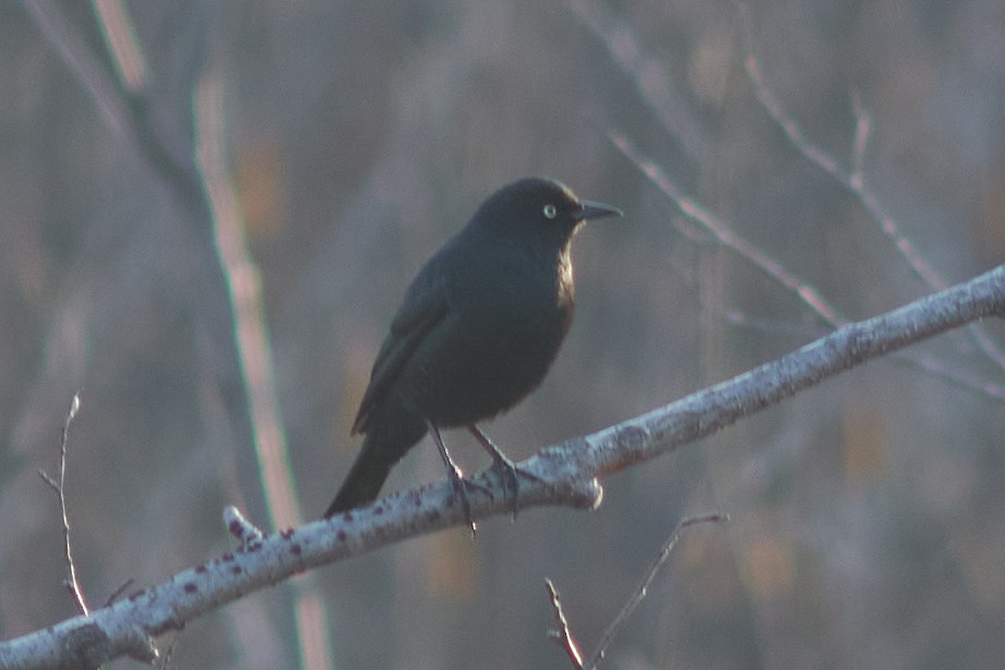 Rusty Blackbird - Ivan Wiljanen