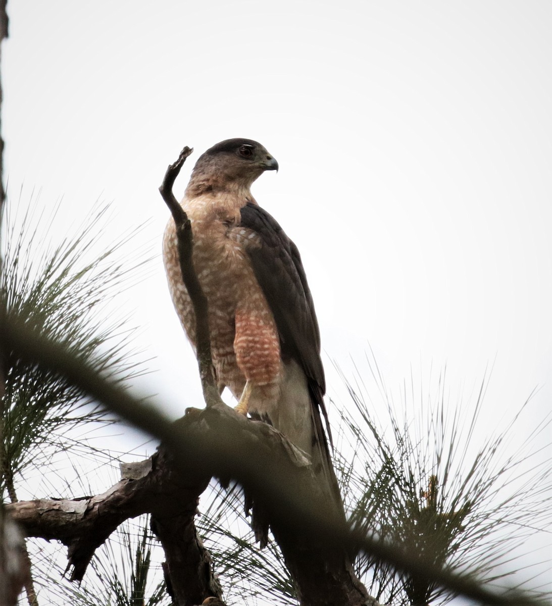 Cooper's Hawk - Margareta Wieser