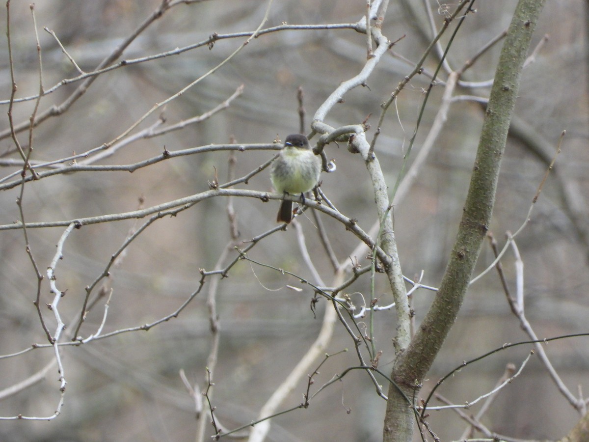 Eastern Phoebe - ML324008161