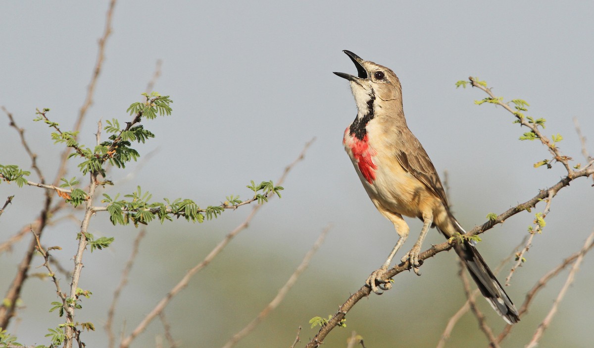 Rosy-patched Bushshrike - ML32400851