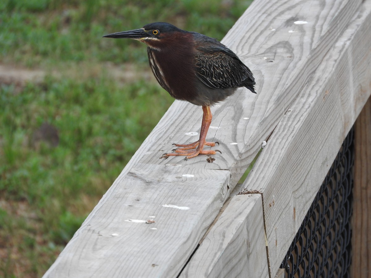 Green Heron - ML324008681