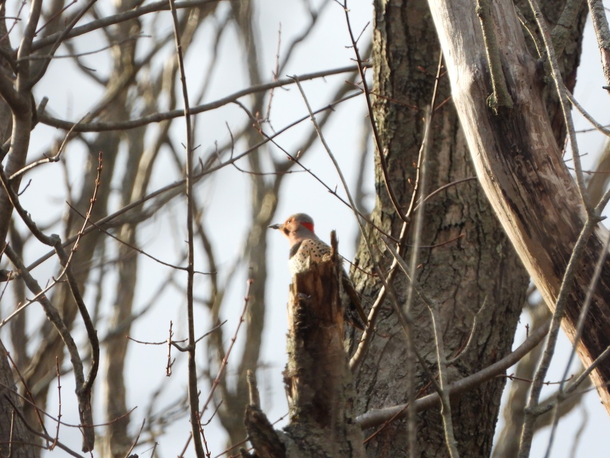 Northern Flicker - ML324008821