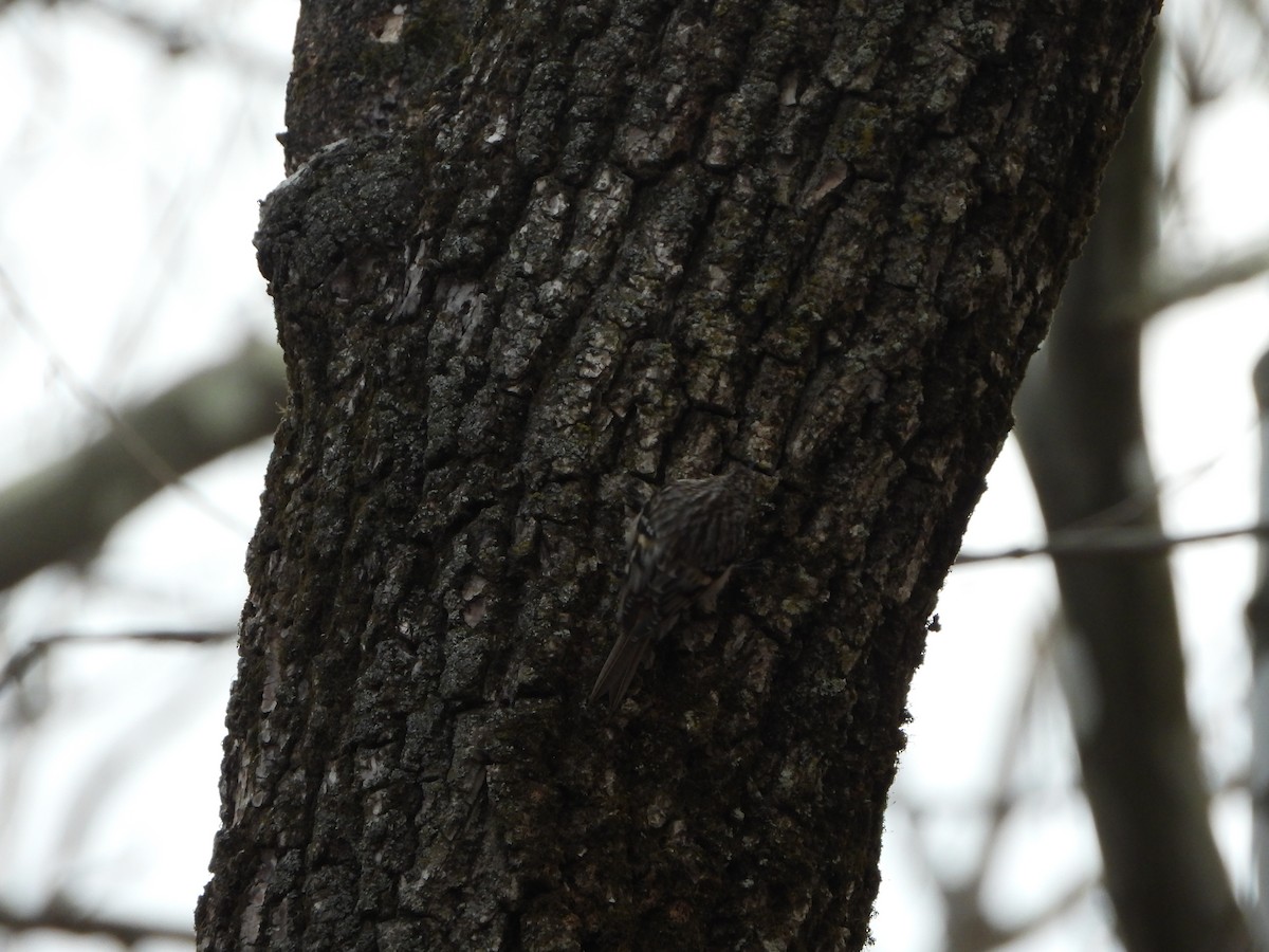 Brown Creeper - ML324009021