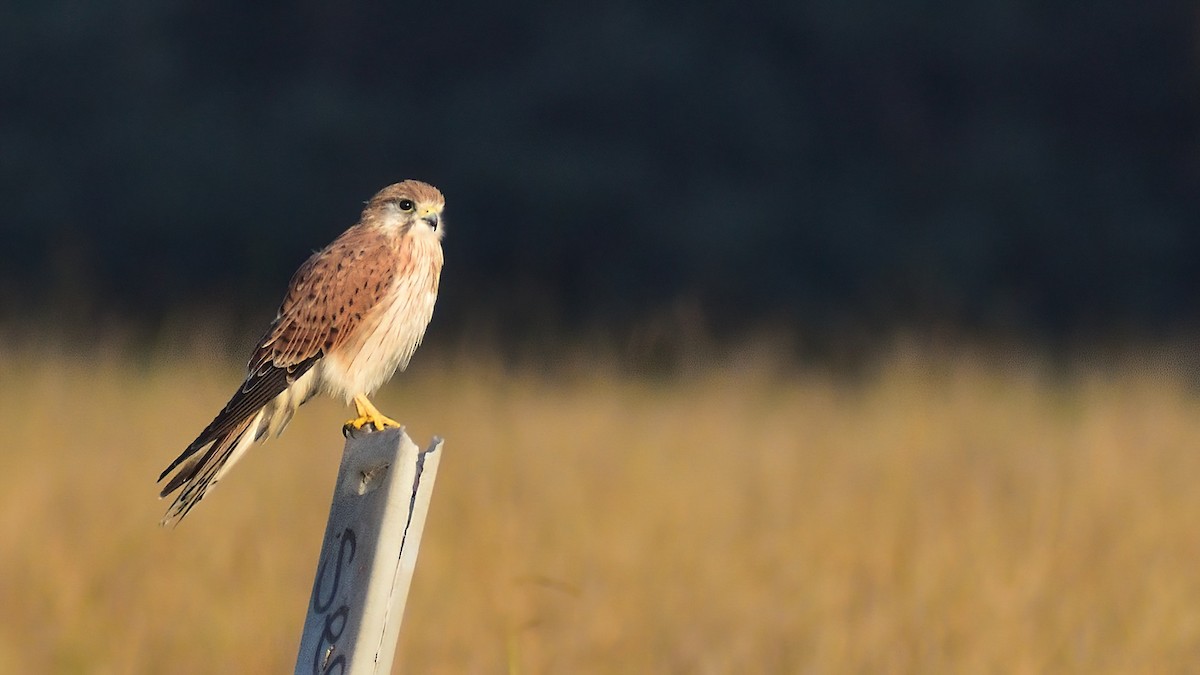 Nankeen Kestrel - Ken Tay