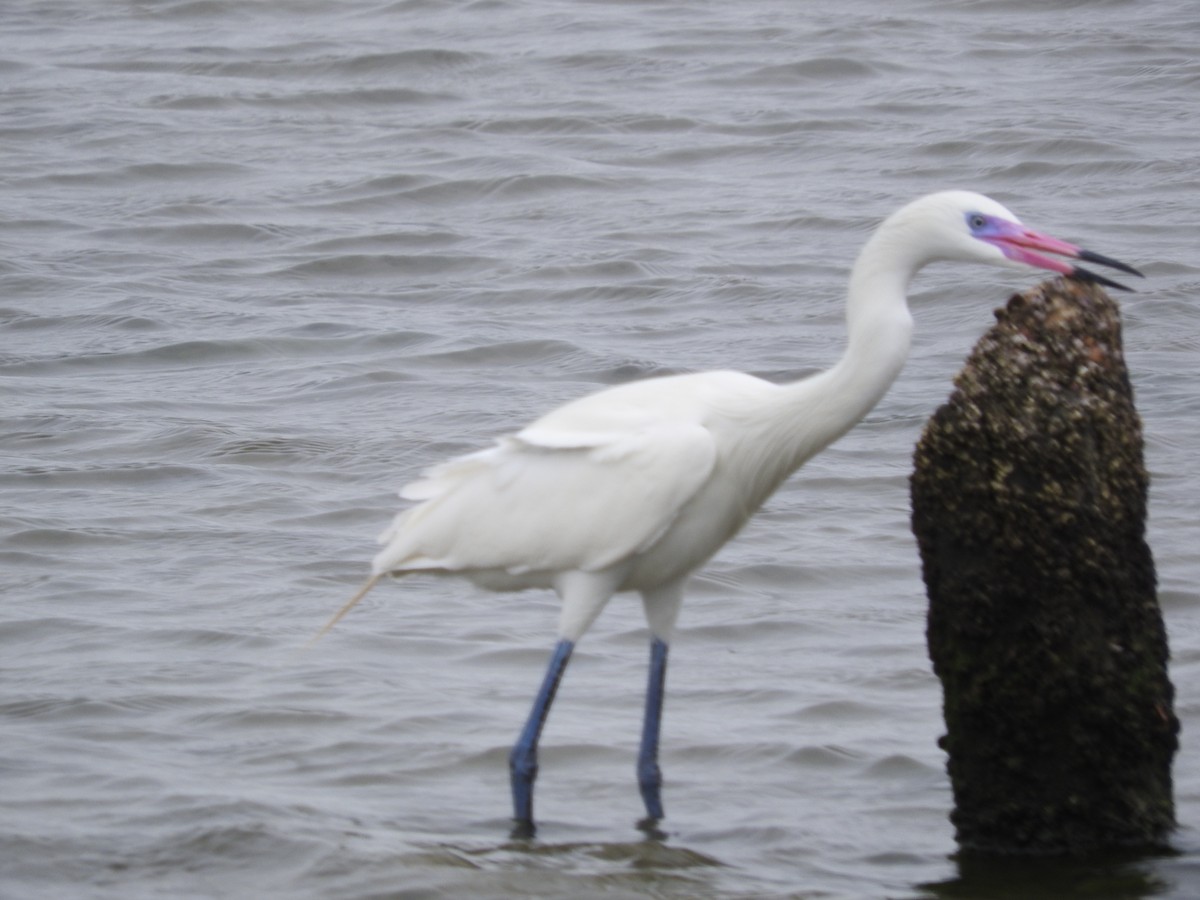 Reddish Egret - ML324009341