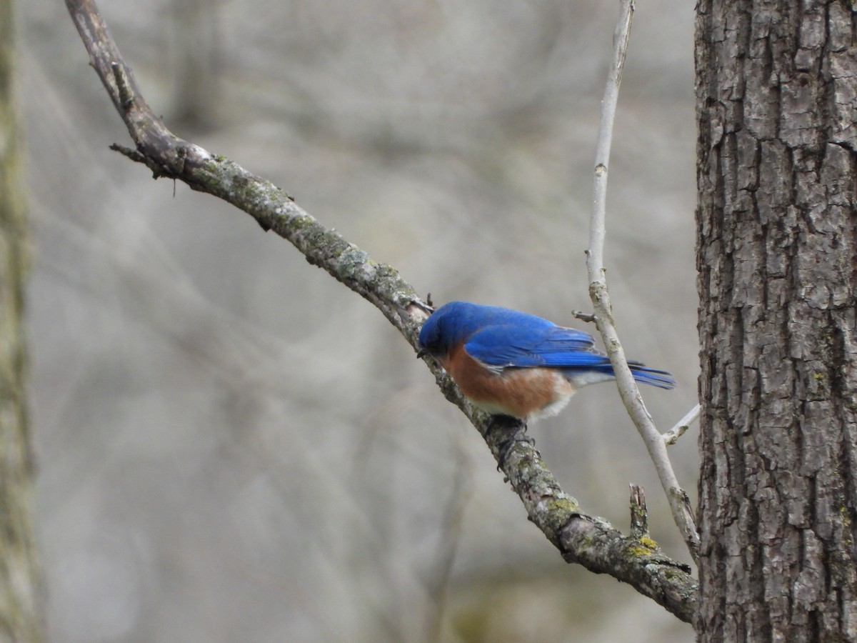Eastern Bluebird - ML324009491