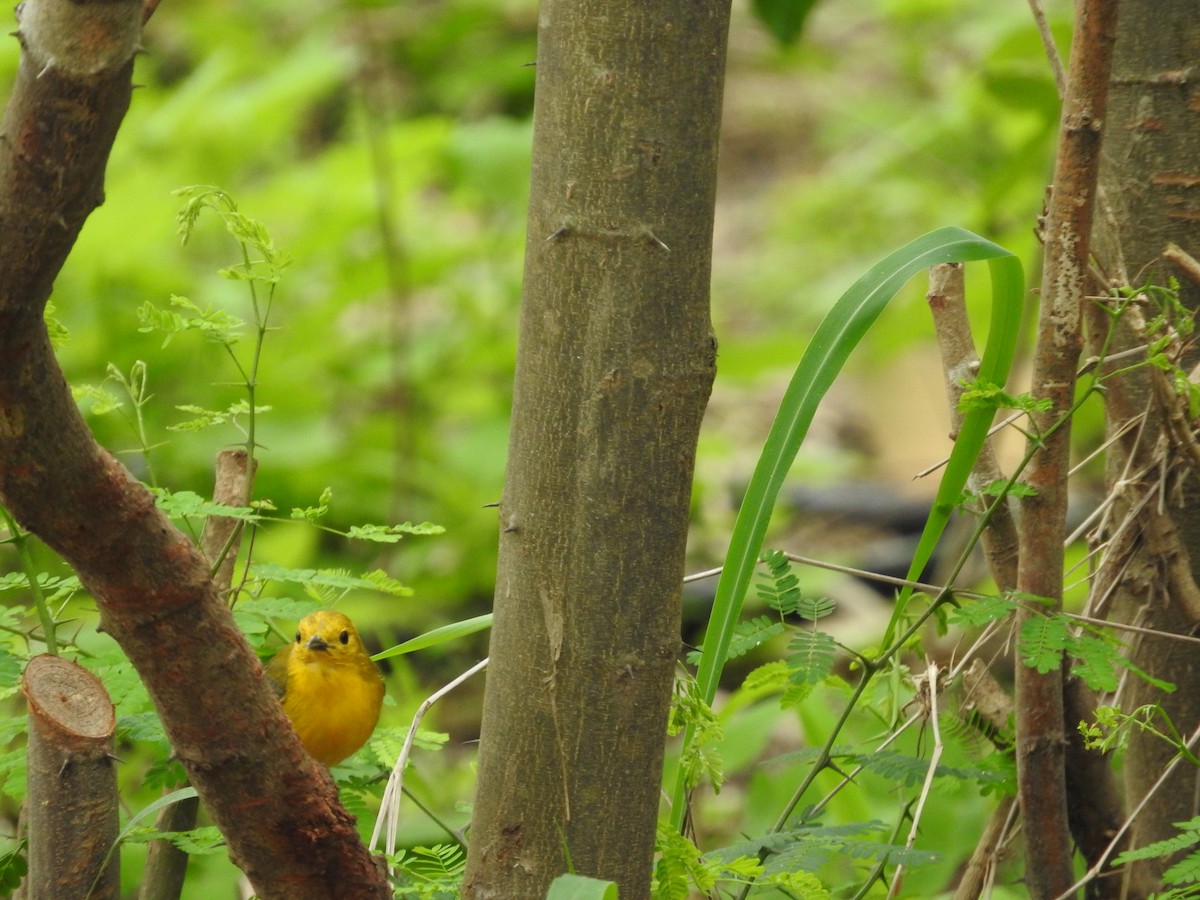 Prothonotary Warbler - ML324010041