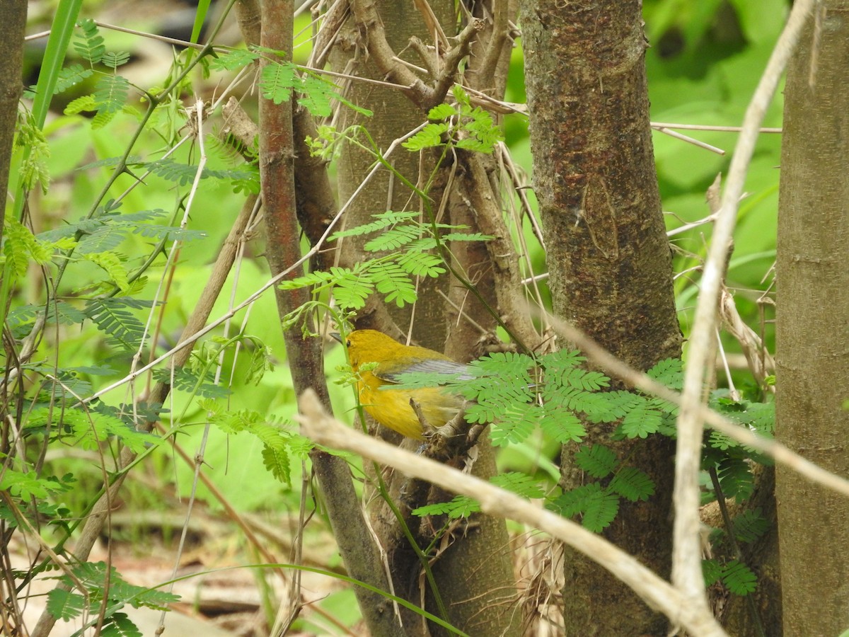 Prothonotary Warbler - ML324010171