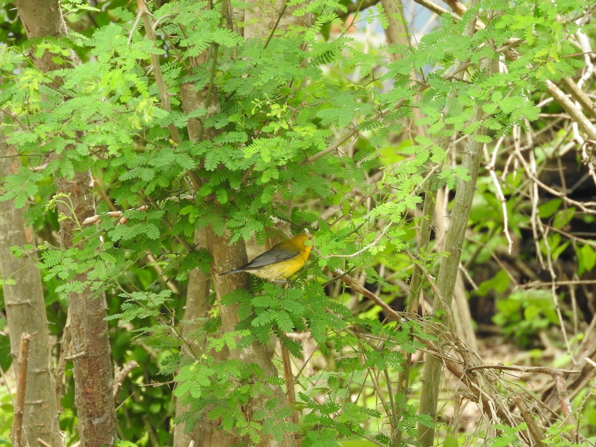 Prothonotary Warbler - ML324010261
