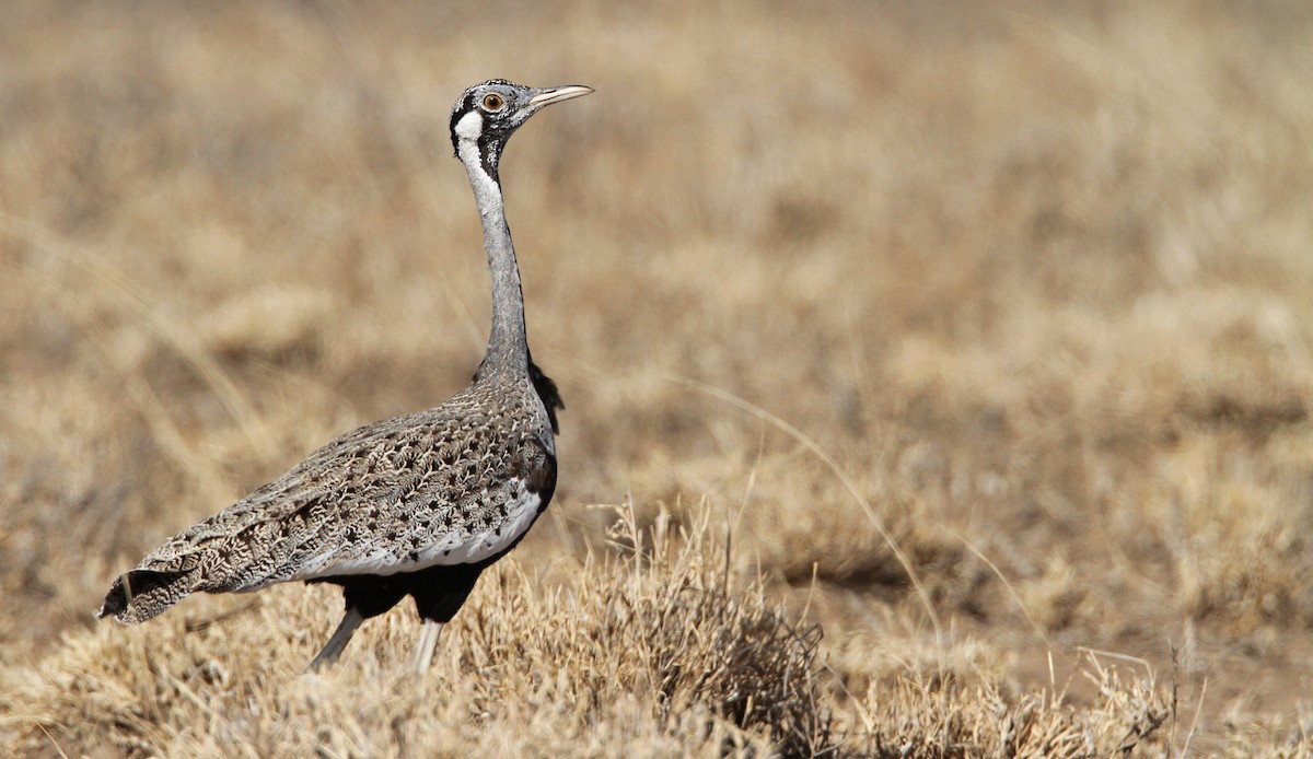Hartlaub's Bustard - Luke Seitz