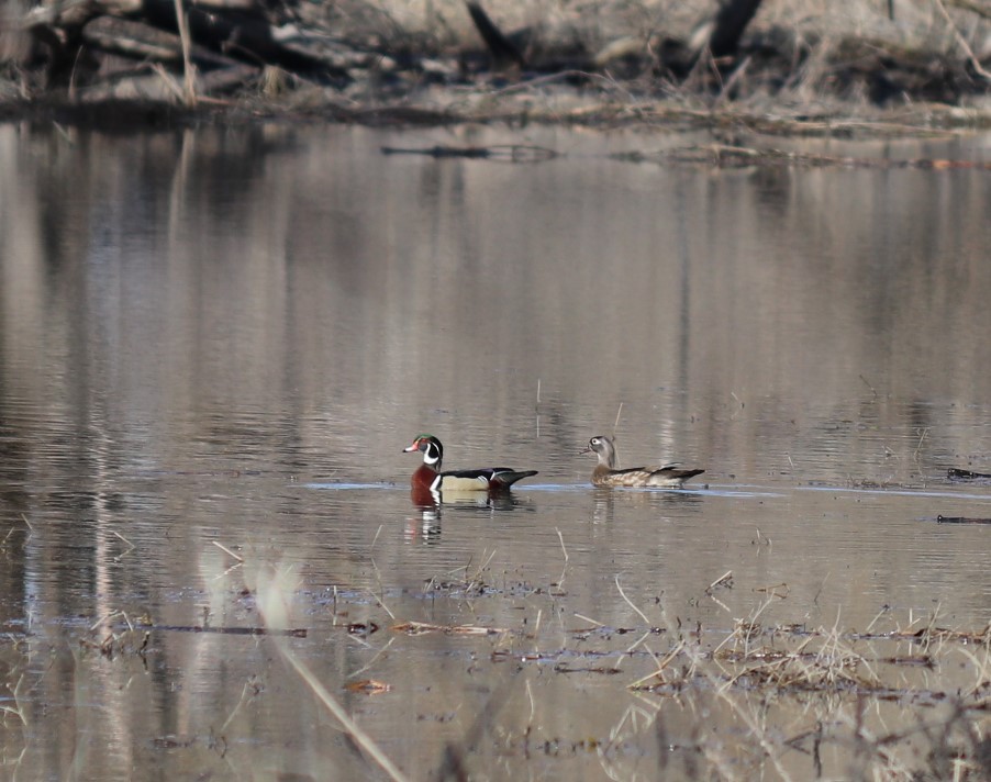 Wood Duck - ML324010641