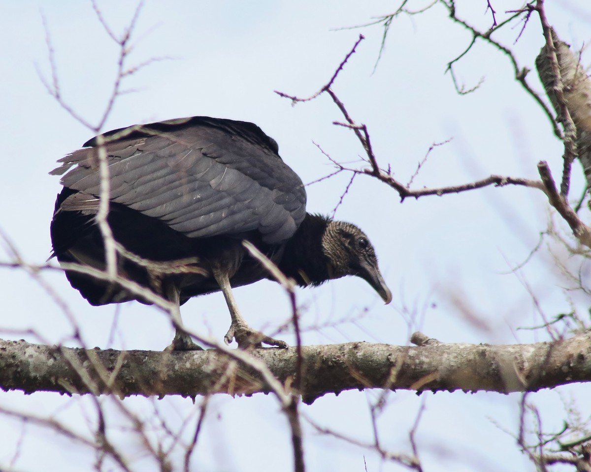 Black Vulture - Ted Wilson