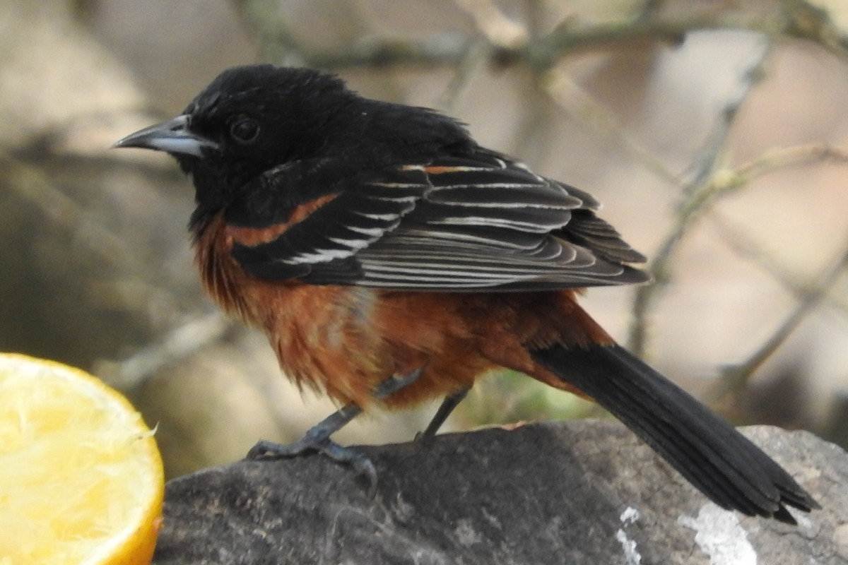 Orchard Oriole - ML324011241