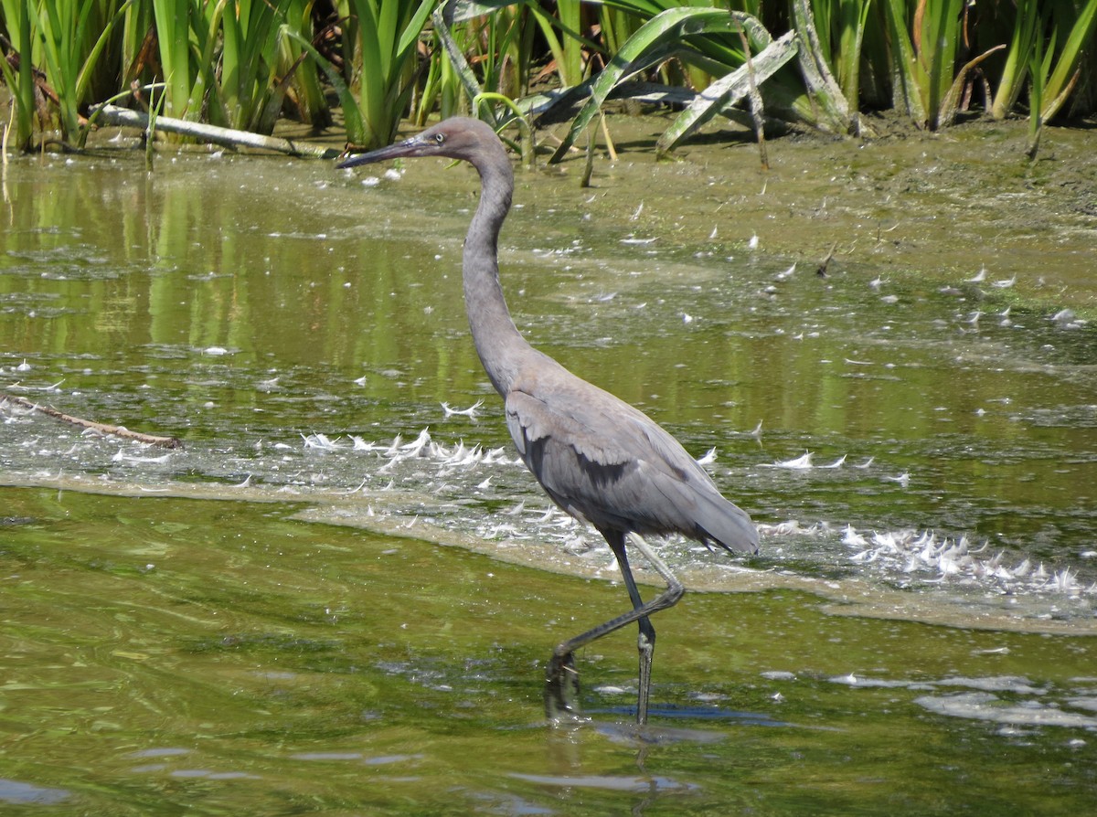 Reddish Egret - ML32401131
