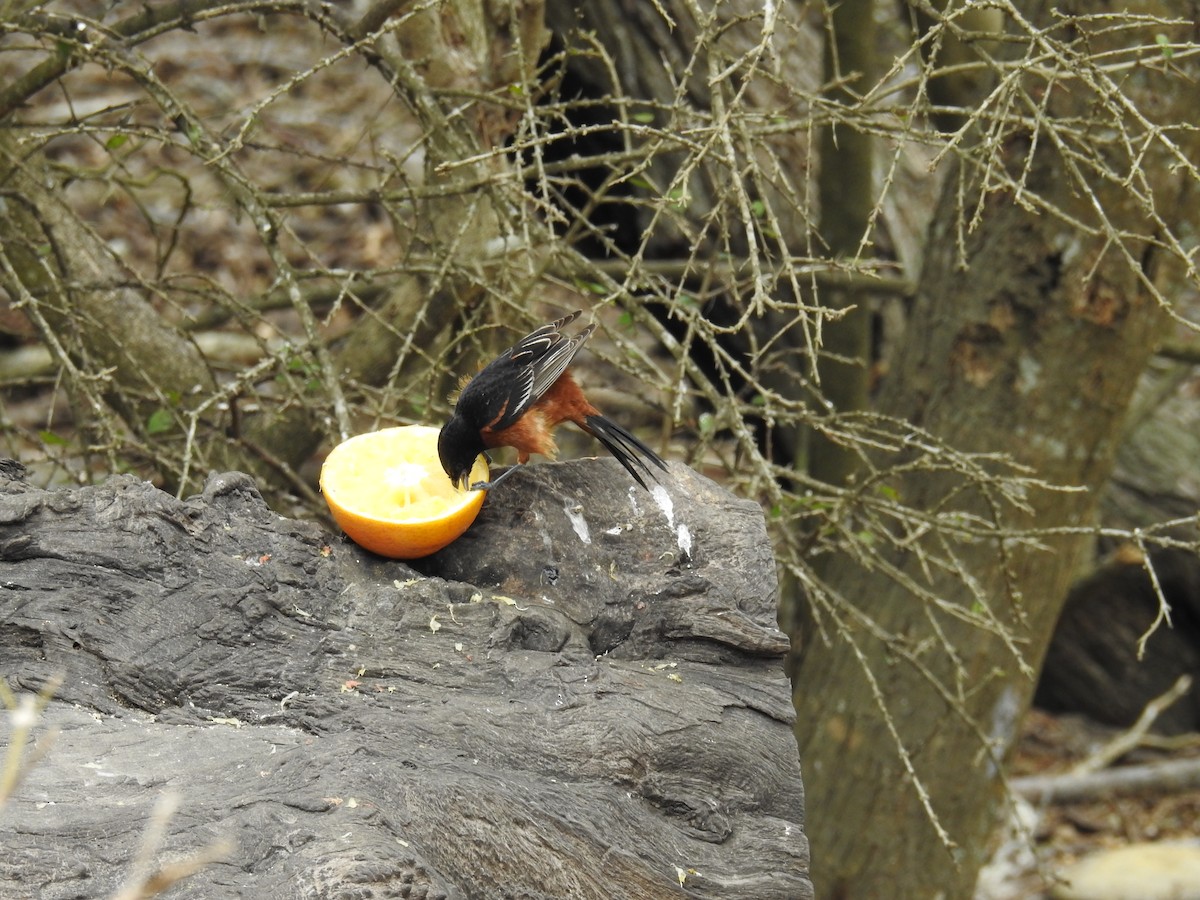 Orchard Oriole - ML324011351