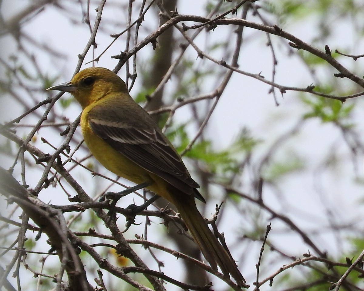 Orchard Oriole - ML324011401