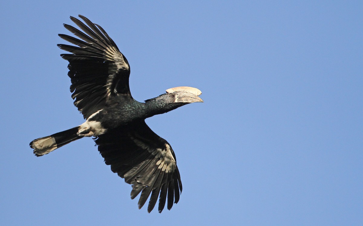 Silvery-cheeked Hornbill - ML32401231