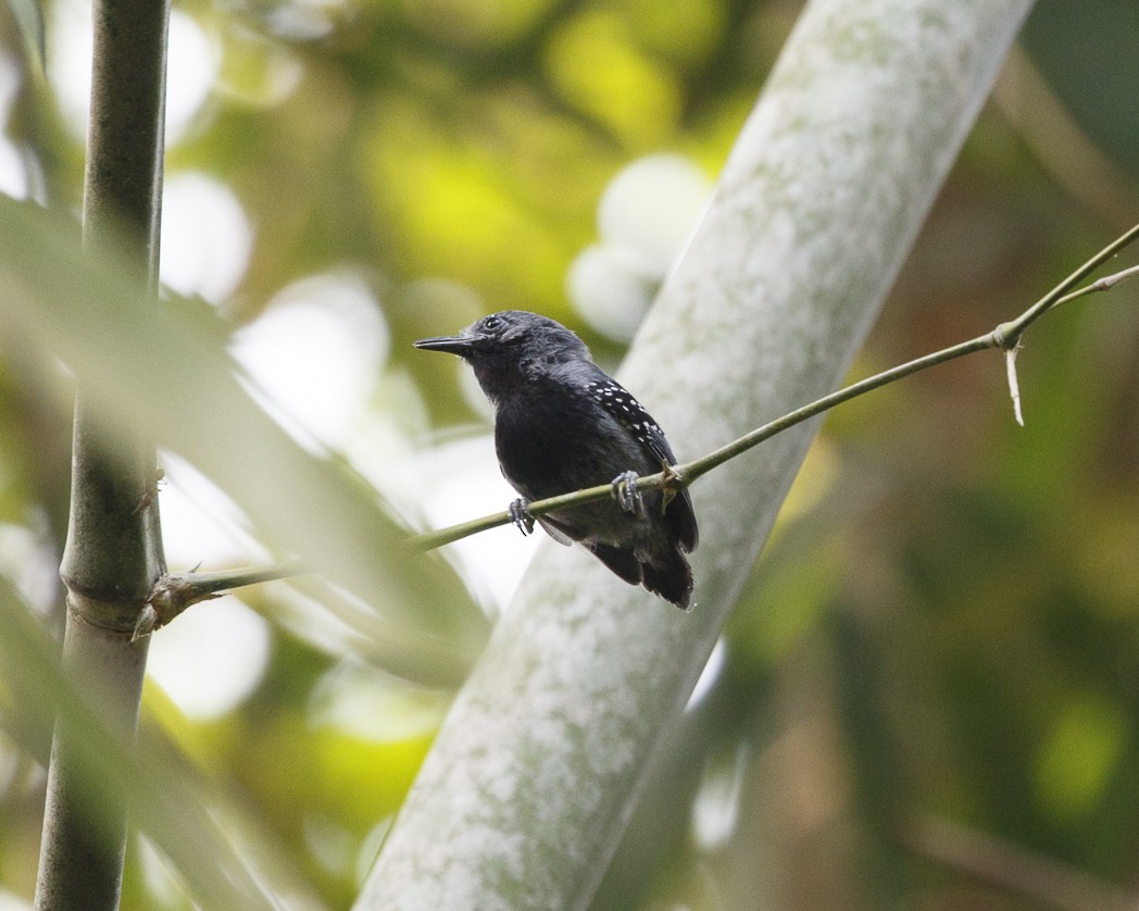 Ihering's Antwren (Bamboo) - ML324012391