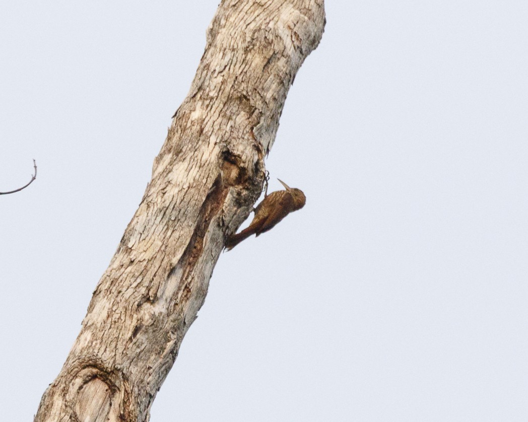 Inambari Woodcreeper - ML324012531