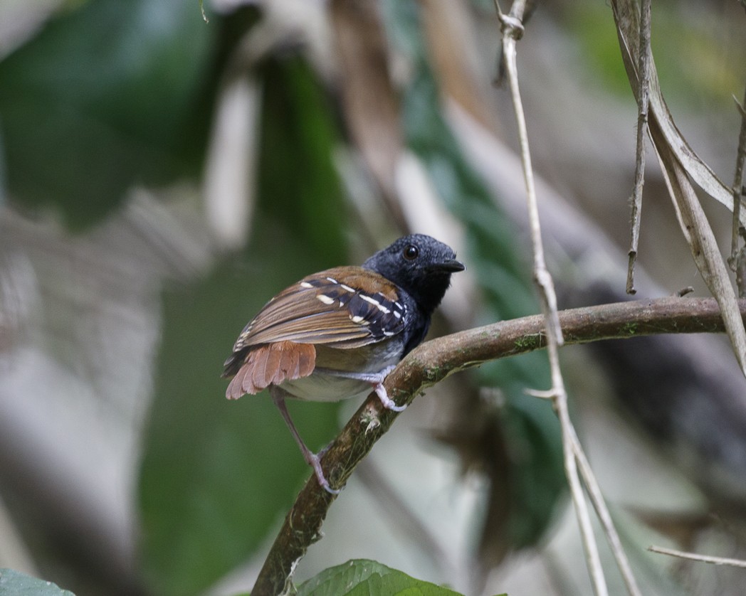 Chestnut-tailed Antbird (hemimelaena) - Silvia Faustino Linhares