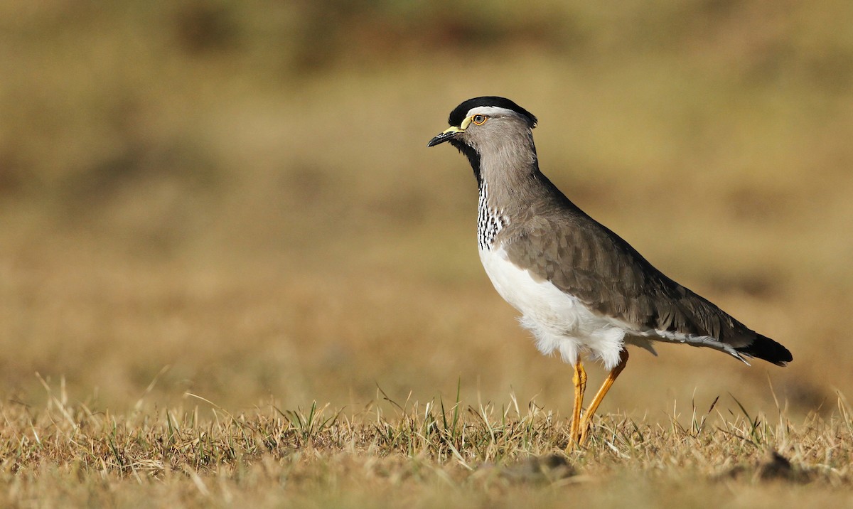 Spot-breasted Lapwing - Luke Seitz